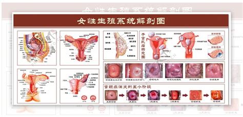 女人的生殖器|女性生殖结构：